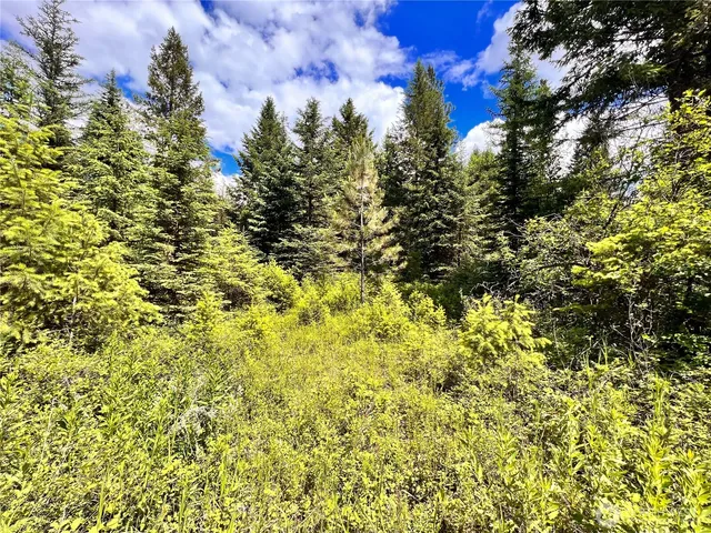a backyard of a building with large tree and plants