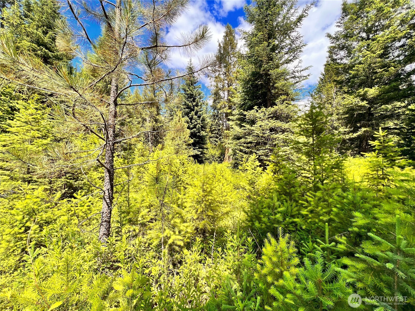 0 Lambert Creek Road Republic, WA 99166 - Photo 14 of 24 a backyard of a building with large tree and plants