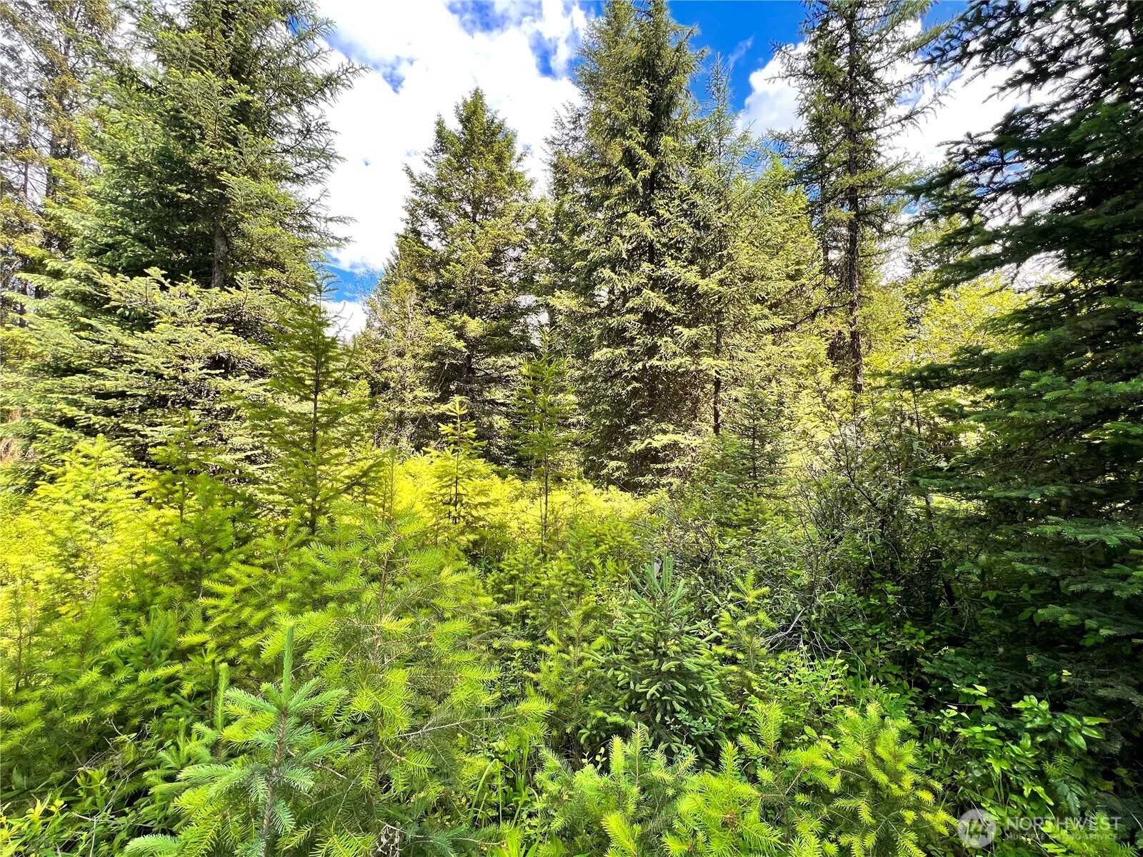0 Lambert Creek Road Republic, WA 99166 - Photo 15 of 24 a view of a yard with a tree