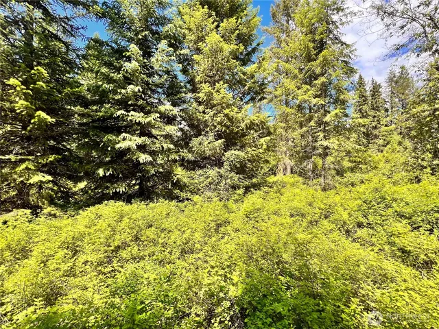 a view of a yard with plants and large trees