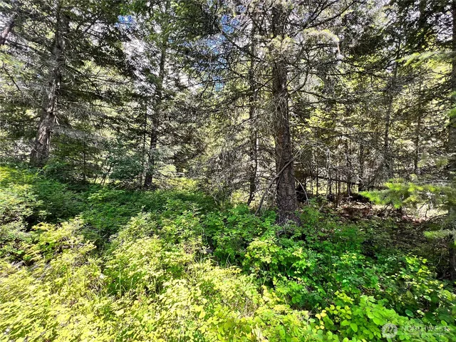 a view of a yard with a tree