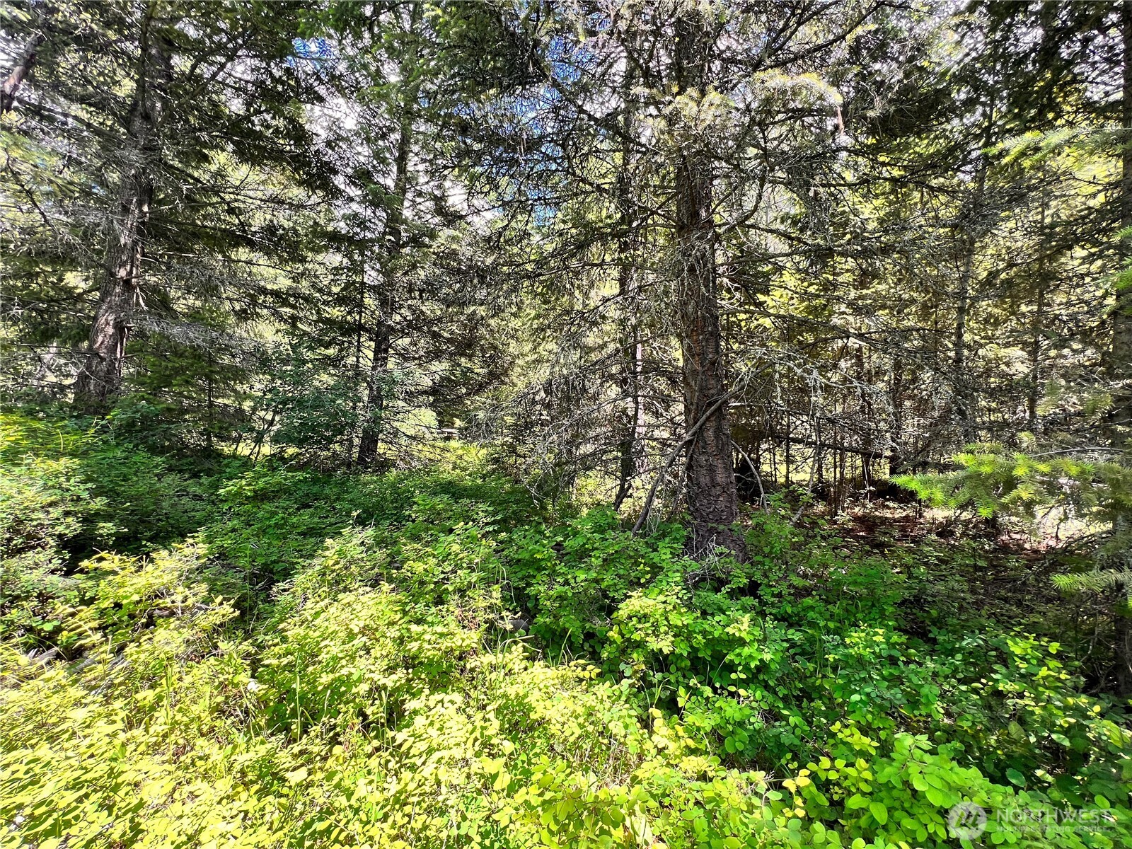 0 Lambert Creek Road Republic, WA 99166 - Photo 17 of 24 a view of a yard with plants and large trees