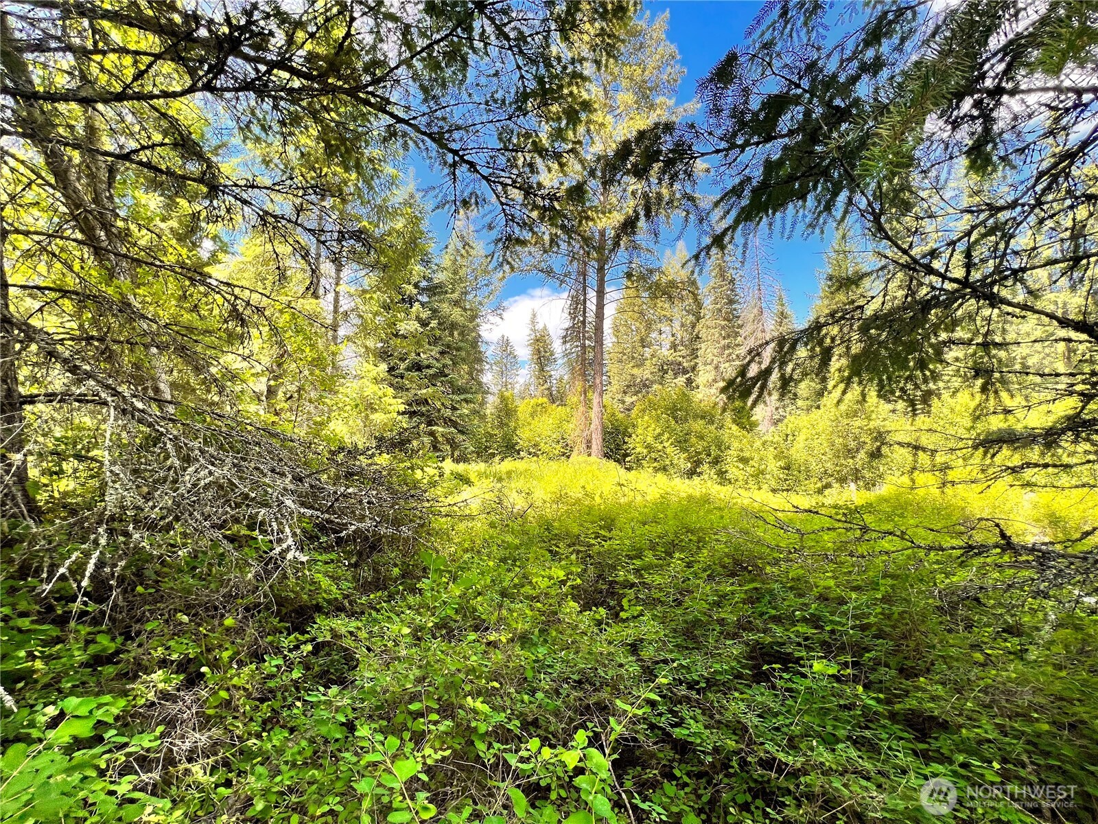 0 Lambert Creek Road Republic, WA 99166 - Photo 18 of 24 a view of a yard with a tree
