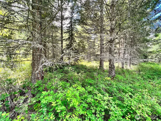 a view of a yard with a tree