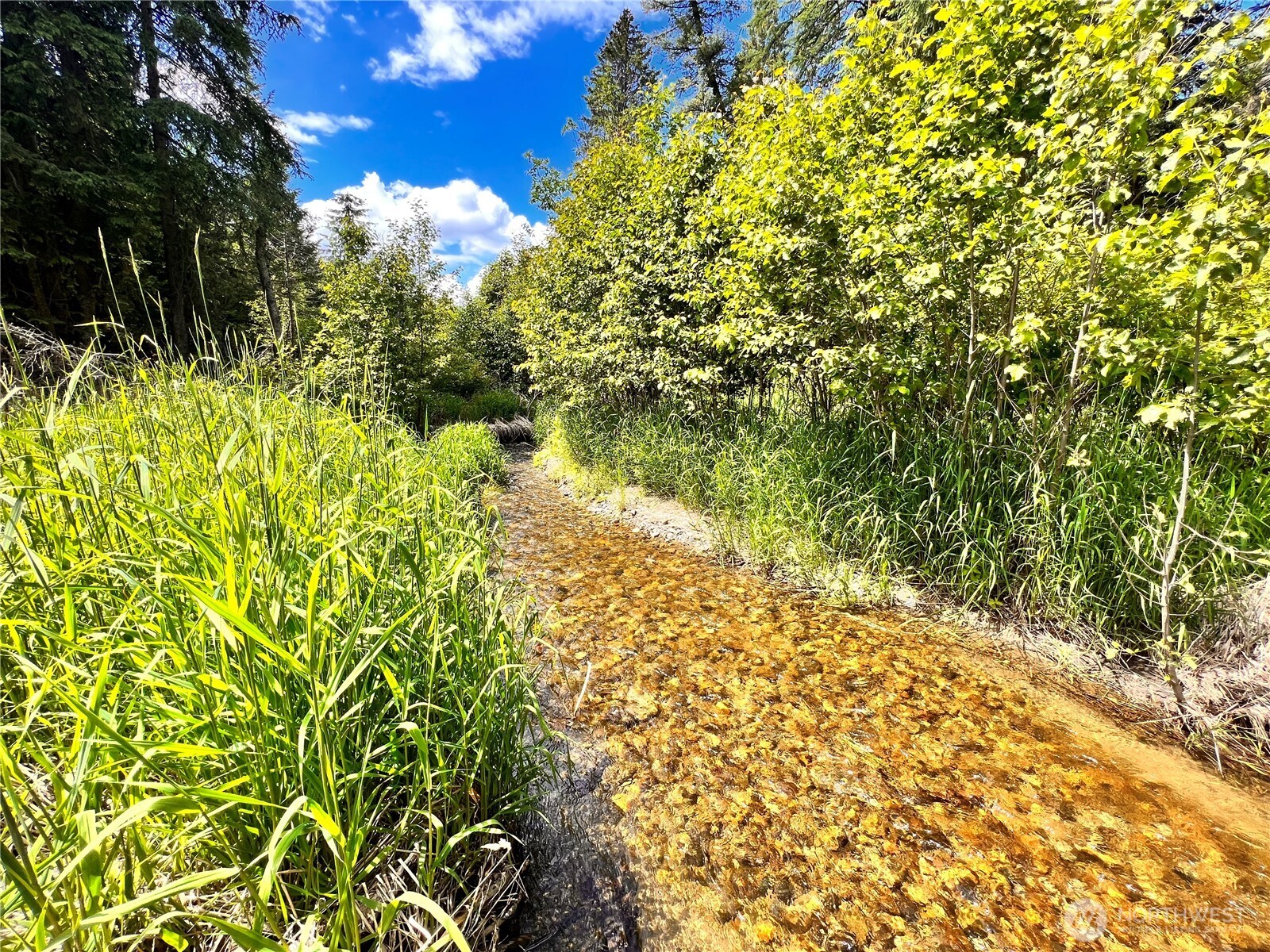 0 Lambert Creek Road Republic, WA 99166 - Photo 2 of 24 a view of a garden with plants