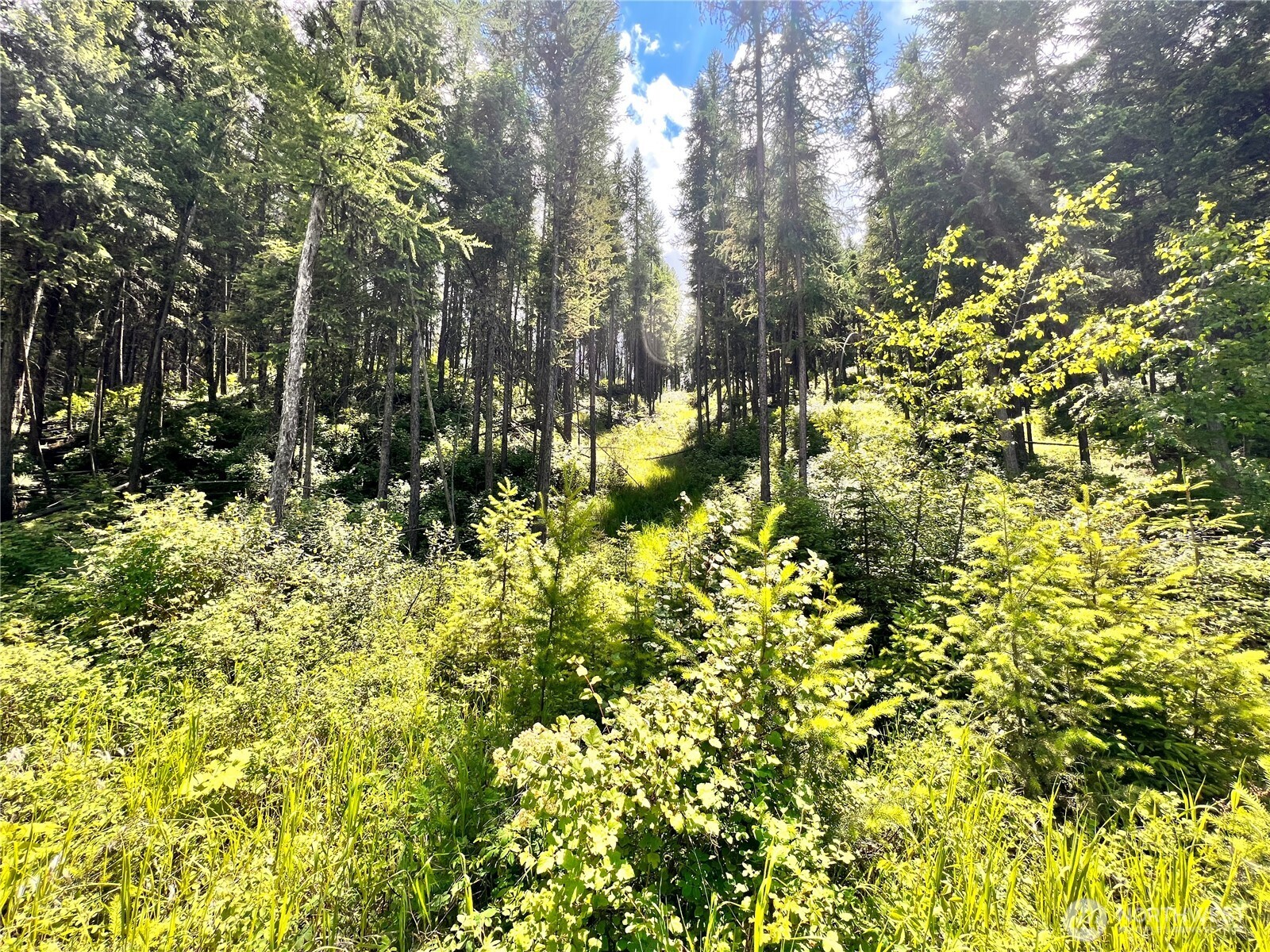 0 Lambert Creek Road Republic, WA 99166 - Photo 21 of 24