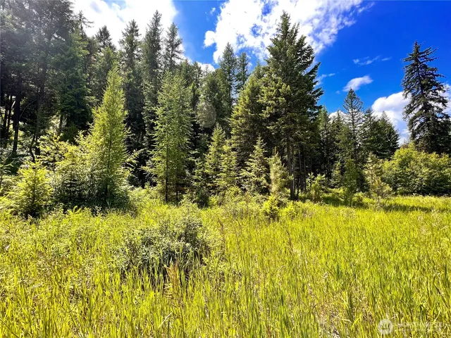 a view of a bunch of plants and trees