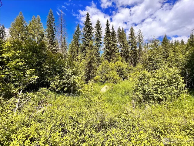 a view of a yard with large trees