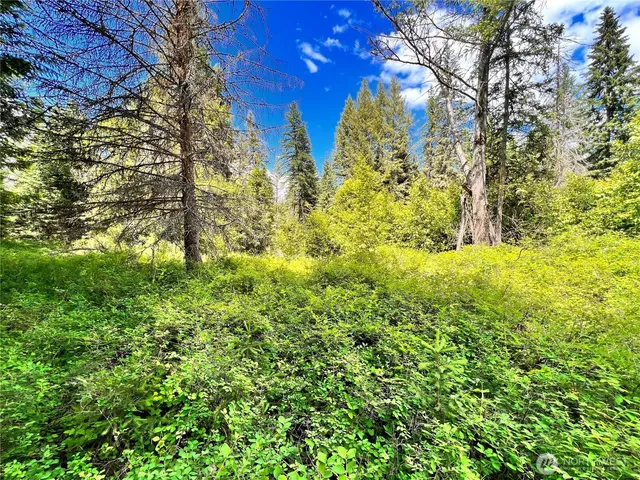 a view of a yard with plants