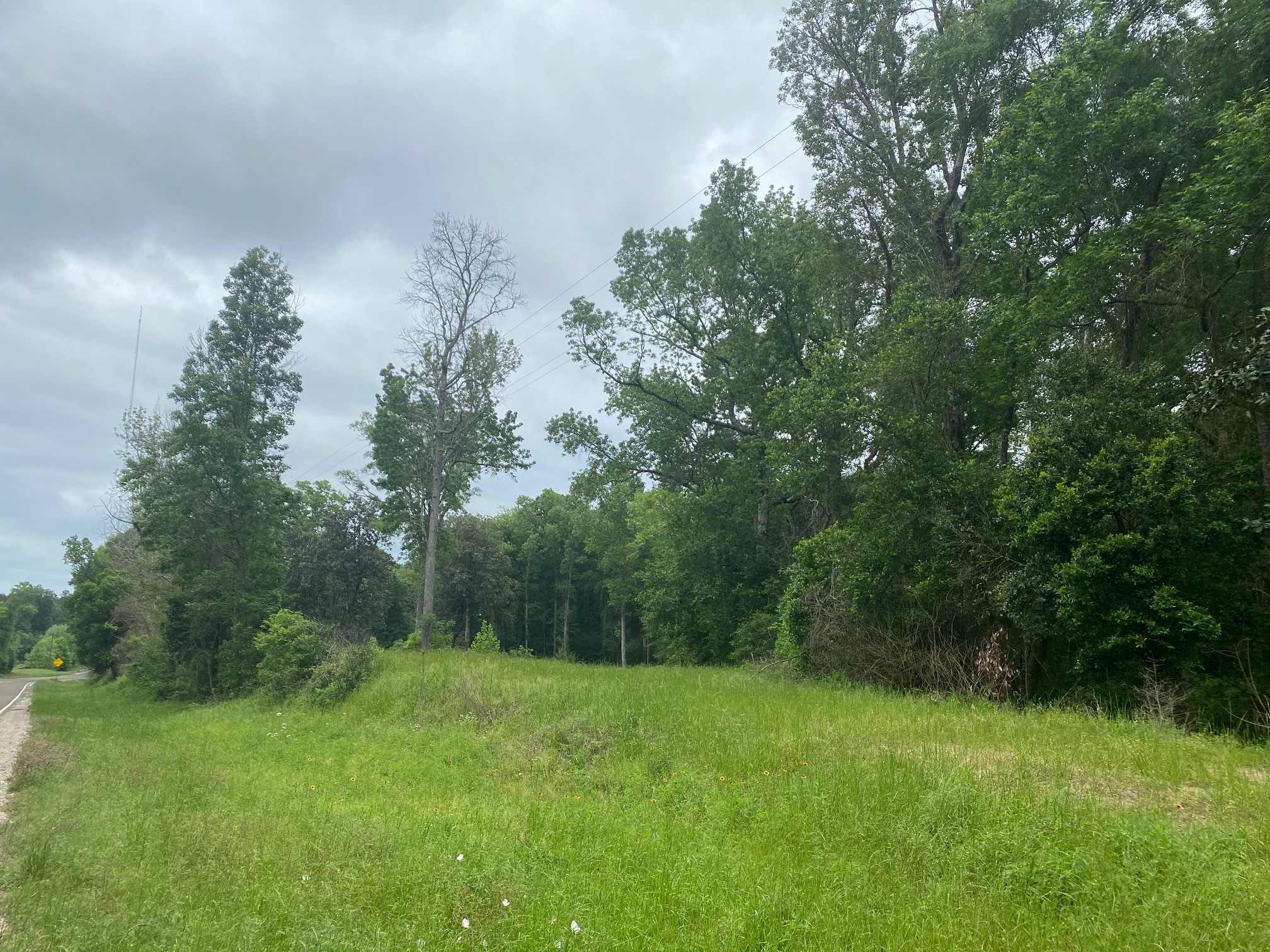 a view of a grassy field with trees in the background