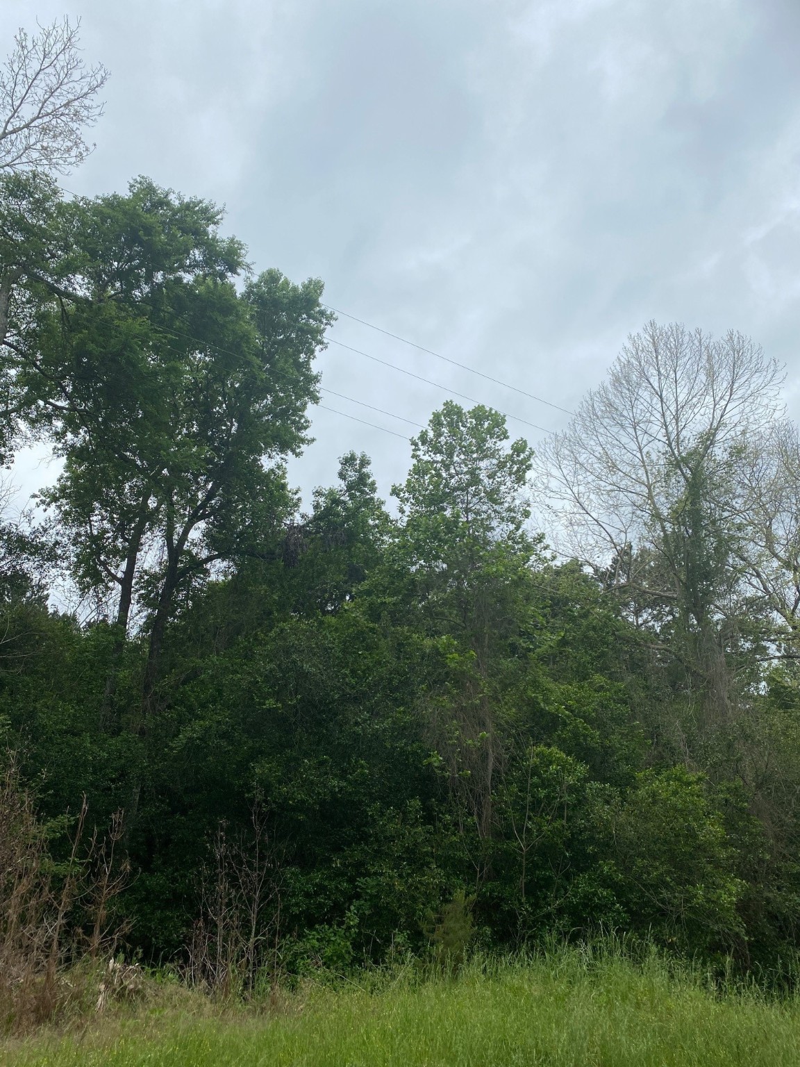 00 Fm 222 Loop South Coldspring, TX 77331 - Photo 4 of 5 a view of a yard