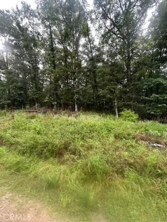 a view of a yard with a trees