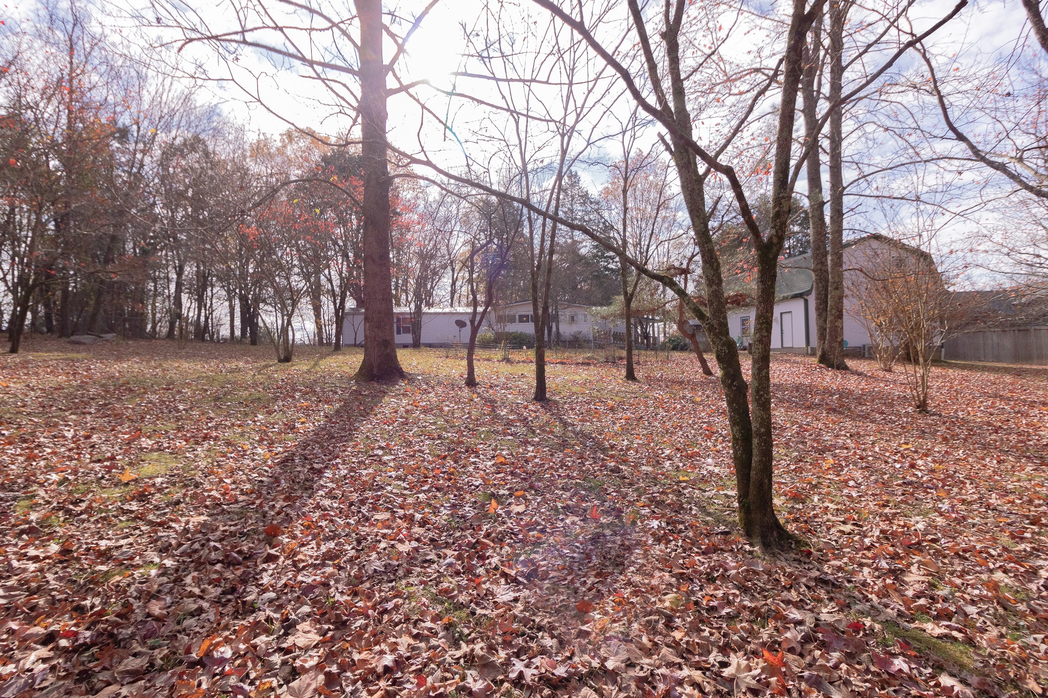 833 Speck Road Lebanon, TN 37087 - Photo 38 of 40 a view of empty yard with trees