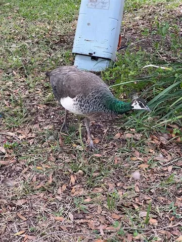 a backyard of a house with a yard and outdoor seating