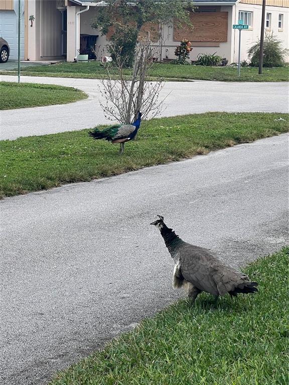 1100 Calanda Avenue Orlando, FL 32807 - Photo 34 of 45