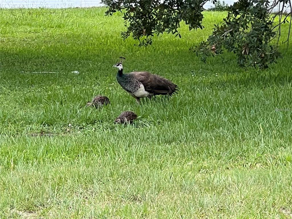 1100 Calanda Avenue Orlando, FL 32807 - Photo 35 of 45