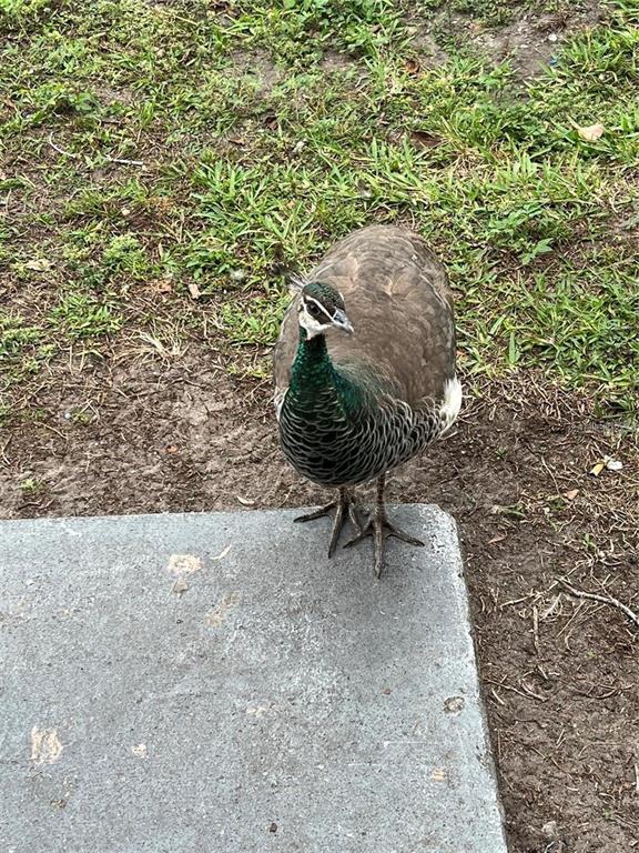 1100 Calanda Avenue Orlando, FL 32807 - Photo 36 of 45