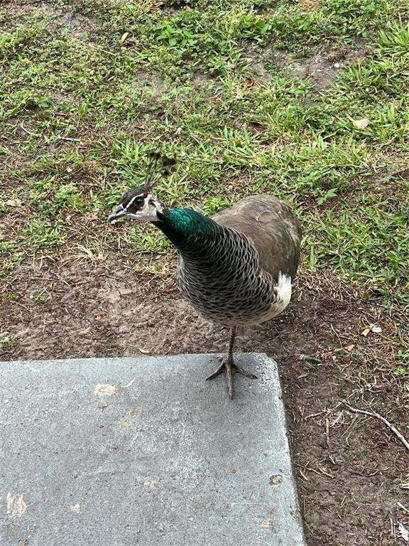 1100 Calanda Avenue Orlando, FL 32807 - Photo 37 of 45