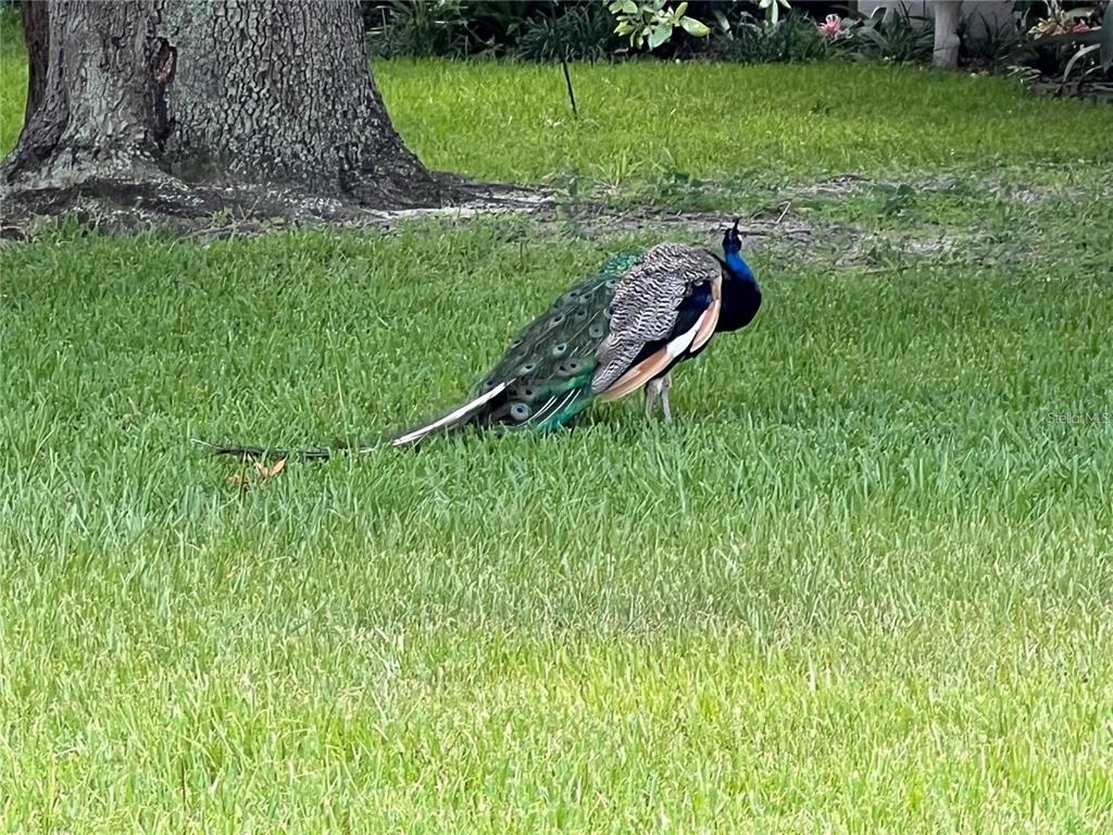 1100 Calanda Avenue Orlando, FL 32807 - Photo 38 of 45