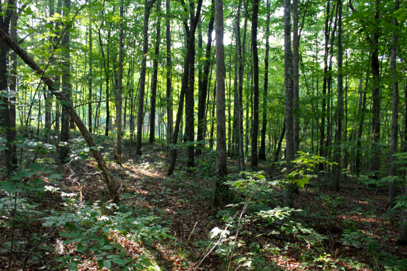 Ridge Point Road Jamestown, TN 38556 - Photo 14 of 23 IMG_3493_800x533