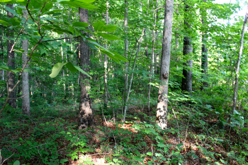 Ridge Point Road Jamestown, TN 38556 - Photo 3 of 23 IMG_3483_800x533