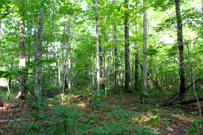 Ridge Point Road Jamestown, TN 38556 - Photo 4 of 23 IMG_3476_800x533