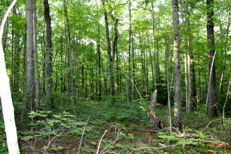 Ridge Point Road Jamestown, TN 38556 - Photo 8 of 23 IMG_3485_800x533