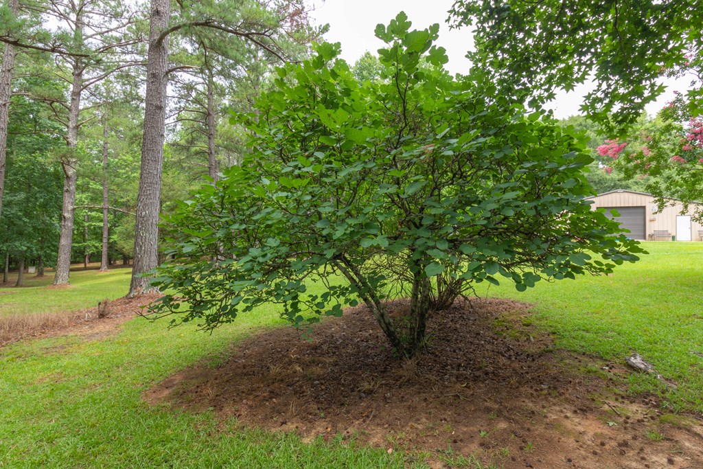 7941 Midland Road Midland, GA 31820 - Photo 16 of 63 Gallery Image 16