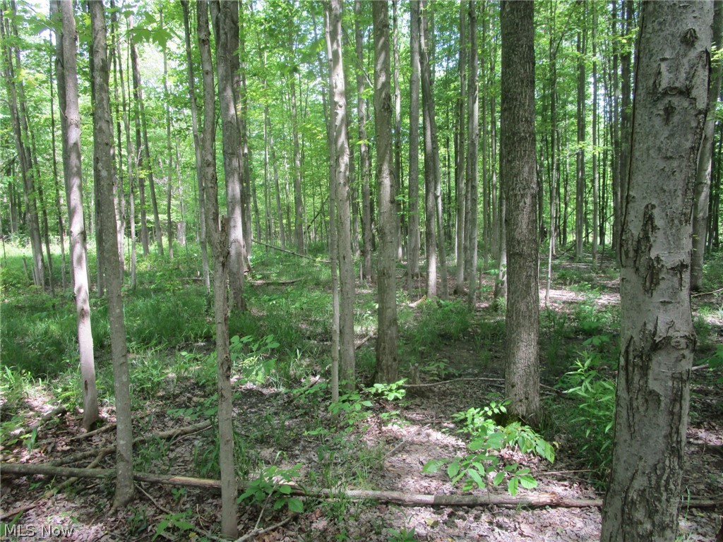 Vl Doyle Road Jefferson, OH 44047 - Photo 9 of 42 Wooded views