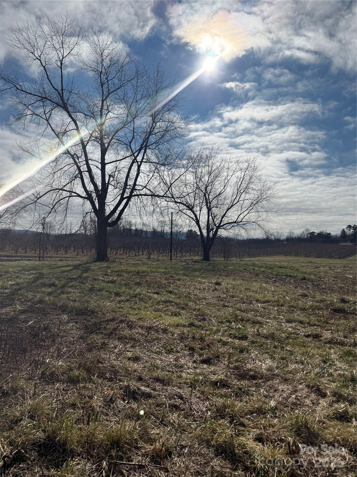 511 Laughter Road Hendersonville, NC 28792 - Photo 17 of 19 a view of yard with large tree