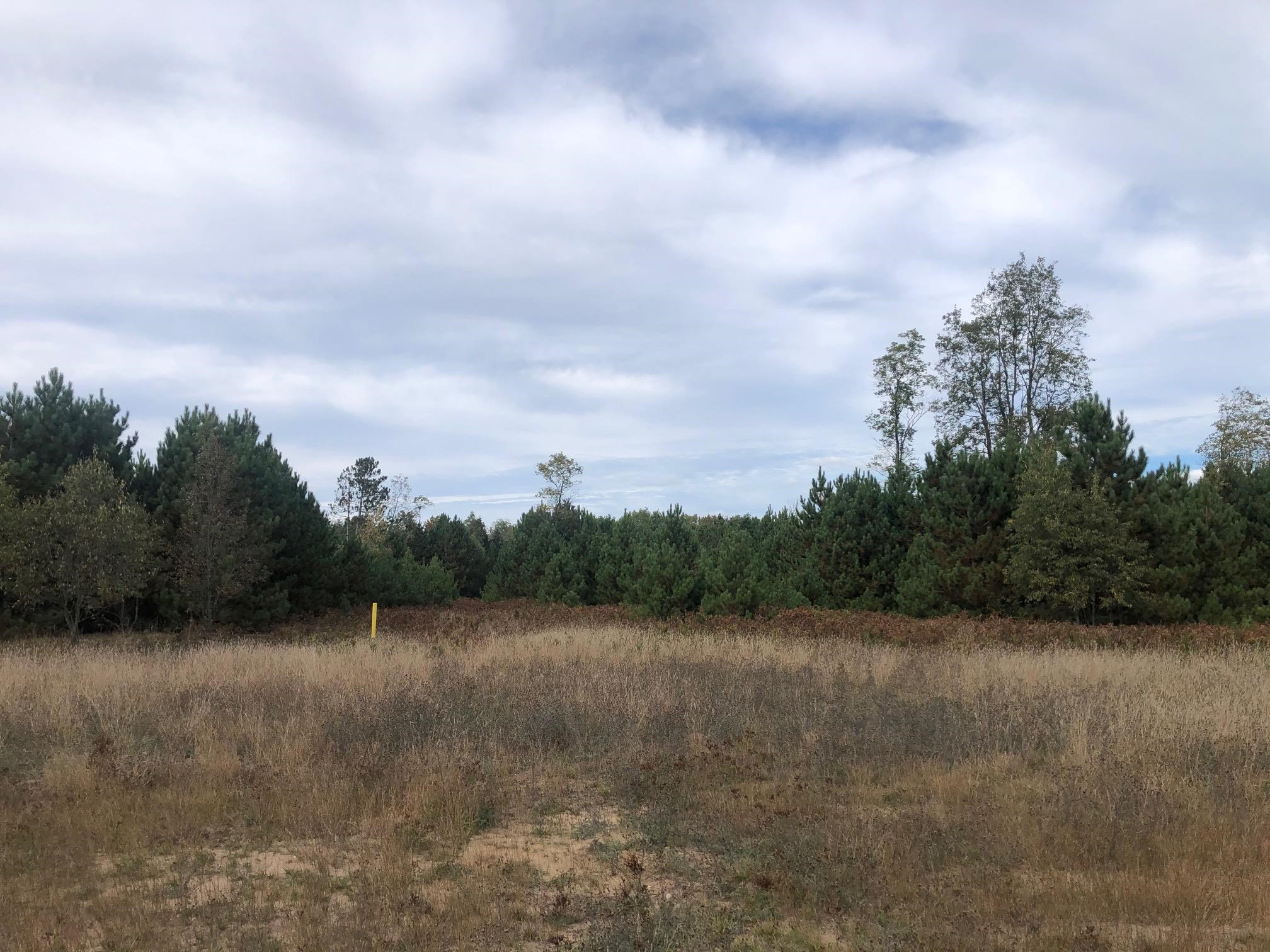 53-acres Potter Road Kaleva, MI 49645 - Photo 21 of 30 Gallery Image 21