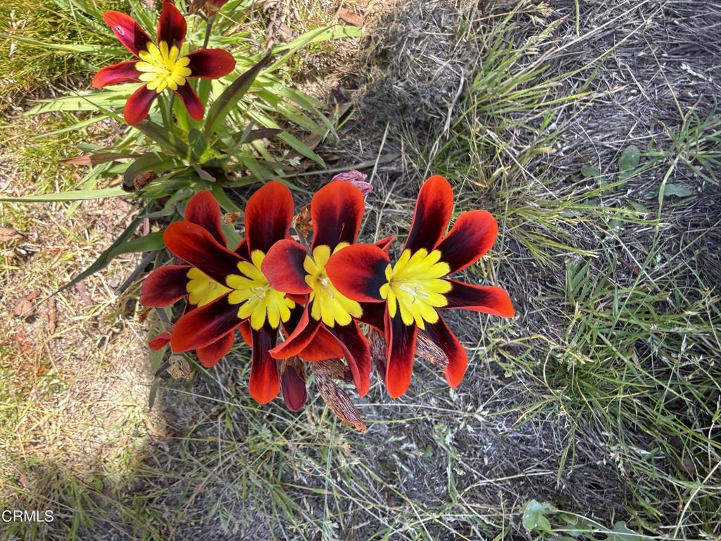 31400 Sherwood Road Fort Bragg, CA 95437 - Photo 55 of 55 a view of a flower