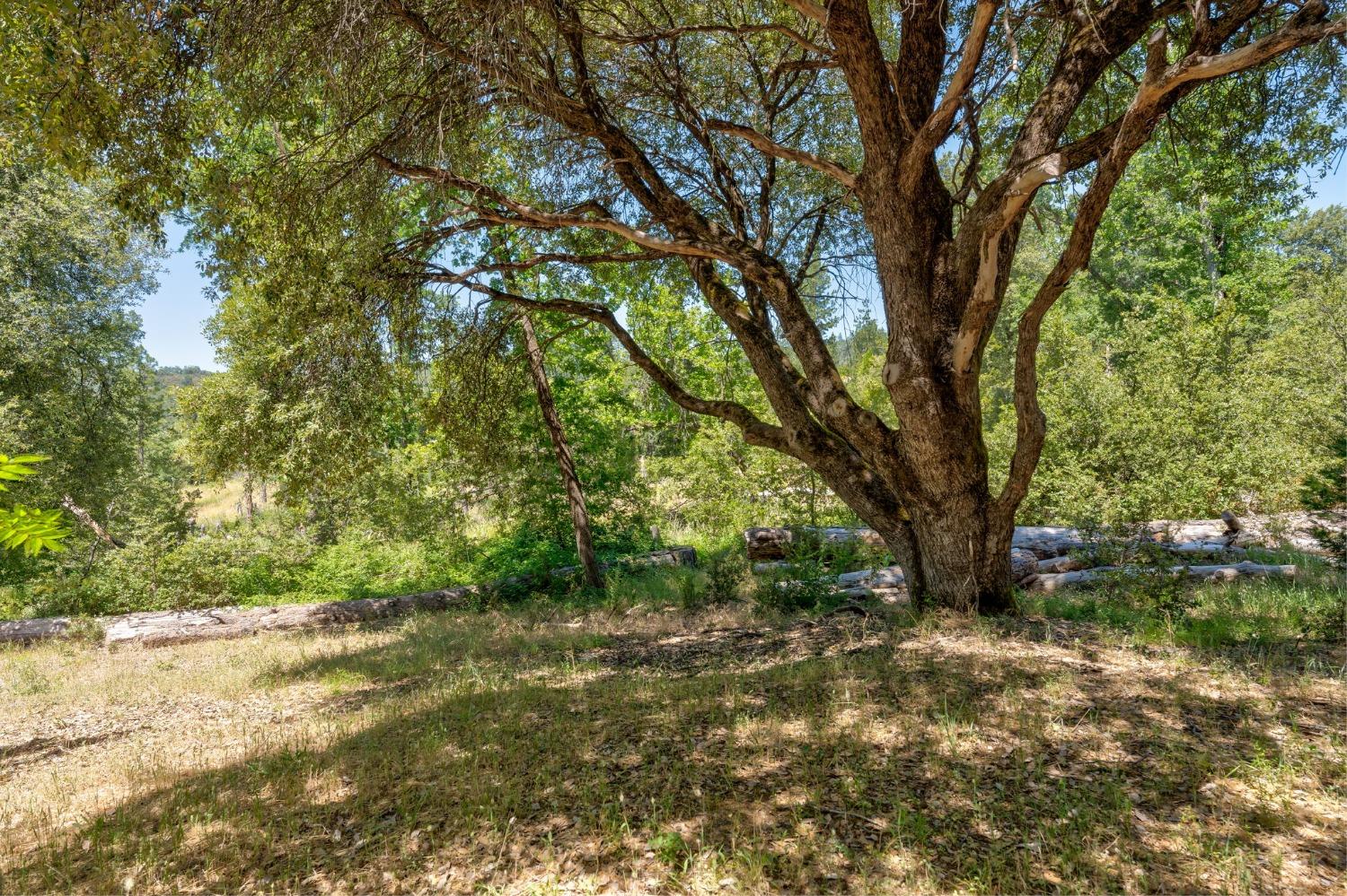 5667 Harris Cut Off Road Mariposa, CA 95338 - Photo 29 of 35 Gallery Image 29