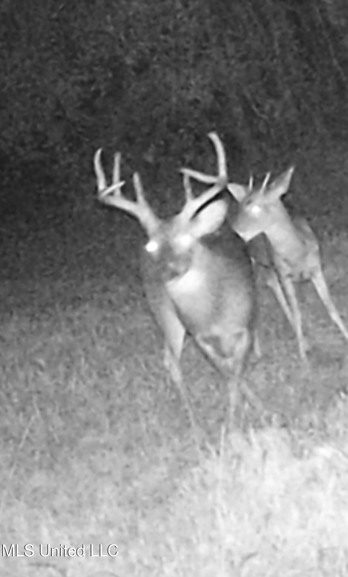 276 Martin Lane Raleigh, MS 39153 - Photo 29 of 34 IMG_7155