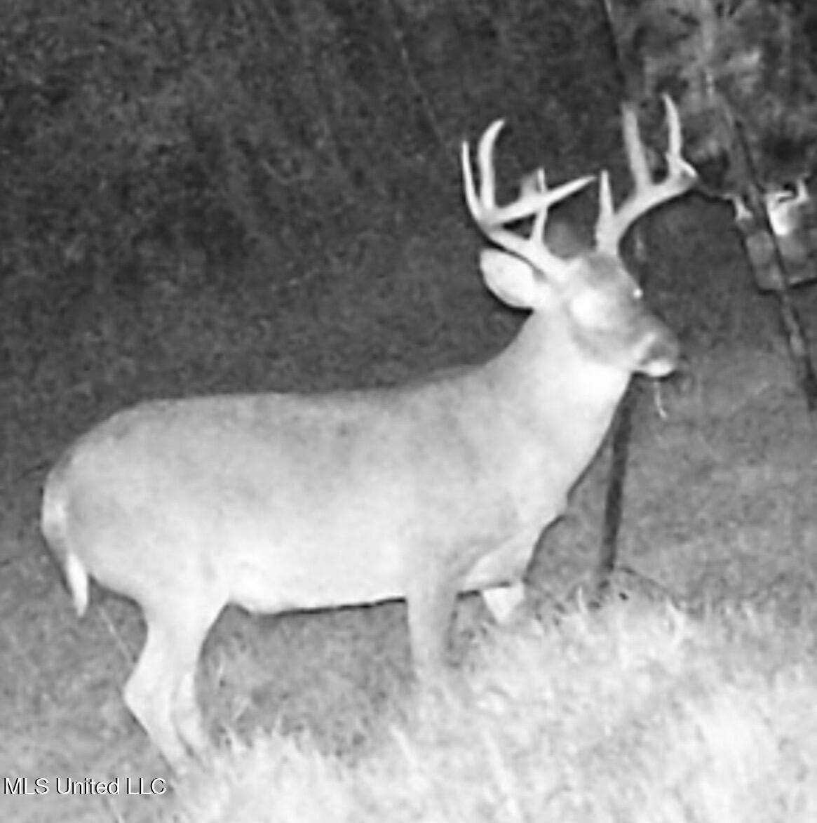 276 Martin Lane Raleigh, MS 39153 - Photo 33 of 34 IMG_2694