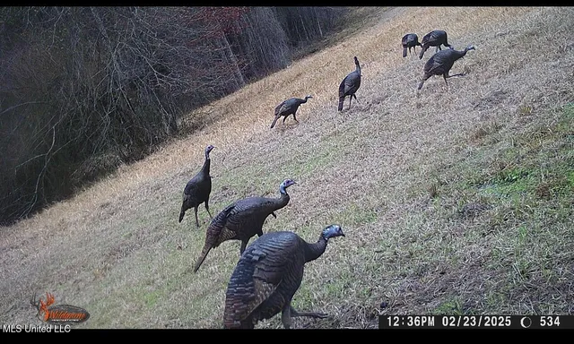 $156,000 | 276 Martin Lane, Raleigh, MS 39153