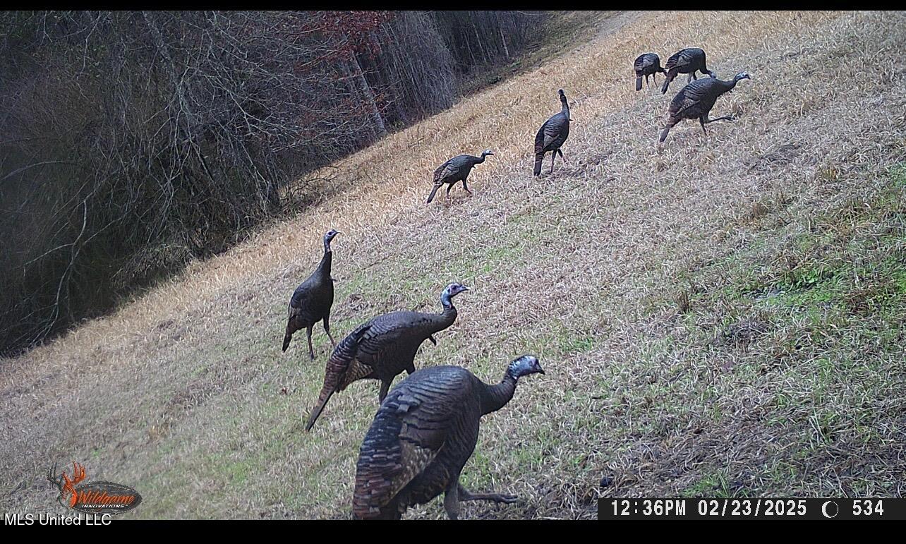 276 Martin Lane Raleigh, MS 39153 - Photo 34 of 34 IMG_2702