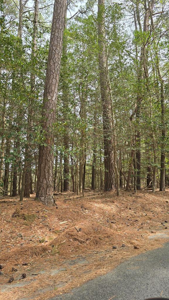 a big yard with trees
