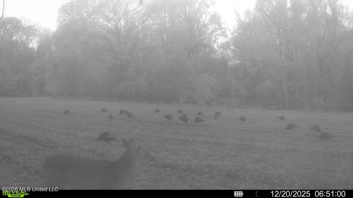 425 Rose Hill Road Bentonia, MS 39040 - Photo 132 of 150 DE4BFF1D-AEA8-482A-BB18-909B03C2E749_1_1