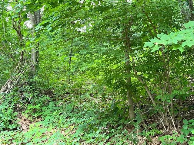 a view of a lush green forest