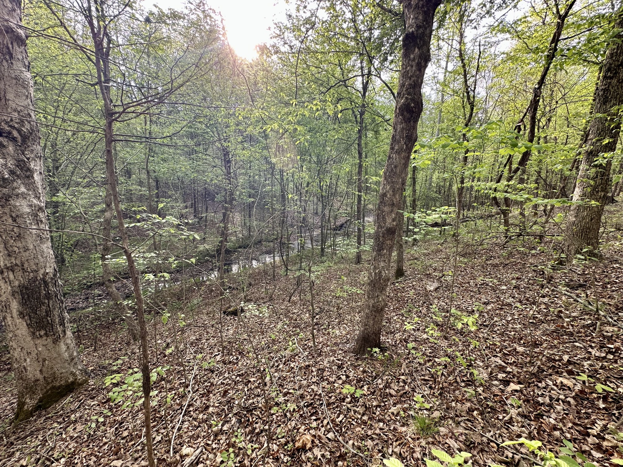 828 McCord Hollow Road Hohenwald, TN 38462 - Photo 10 of 35 a view of a forest with trees