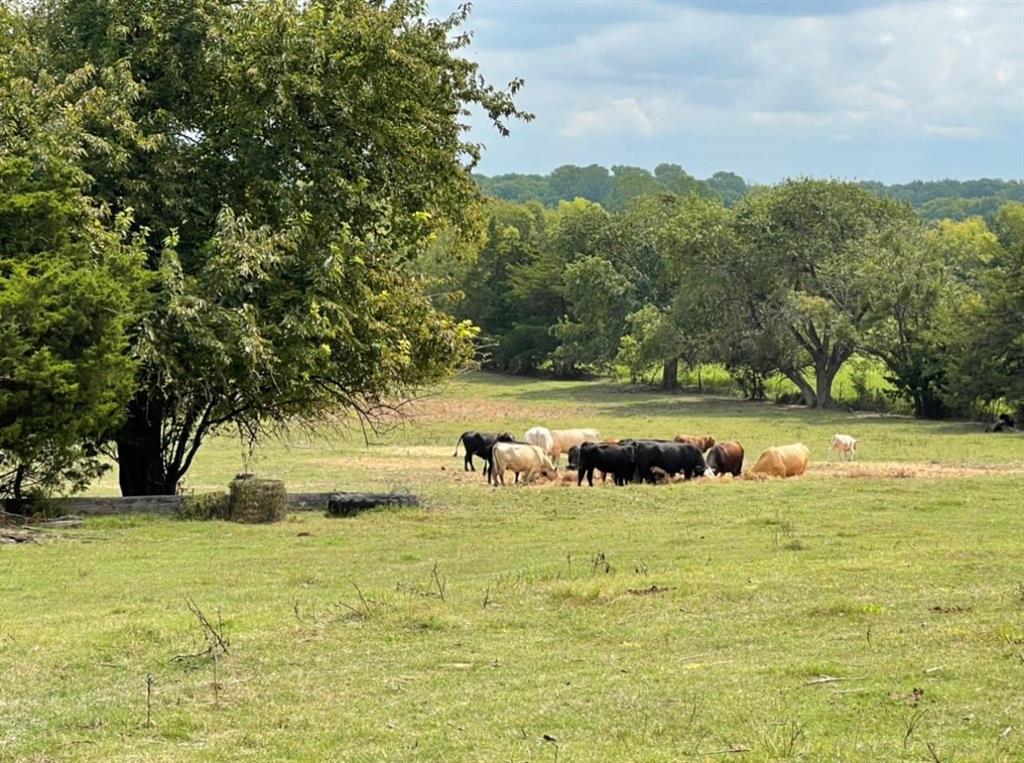 520 Cates Road Van Alstyne, TX 75495 - Photo 14 of 18 View of yard featuring a rural view