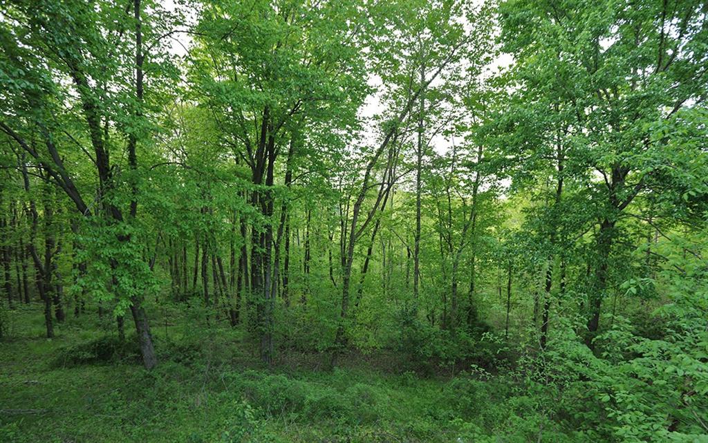 595 Hall Road Beaver, PA 15009 - Photo 17 of 17 View from your deck - beautiful and relaxing!