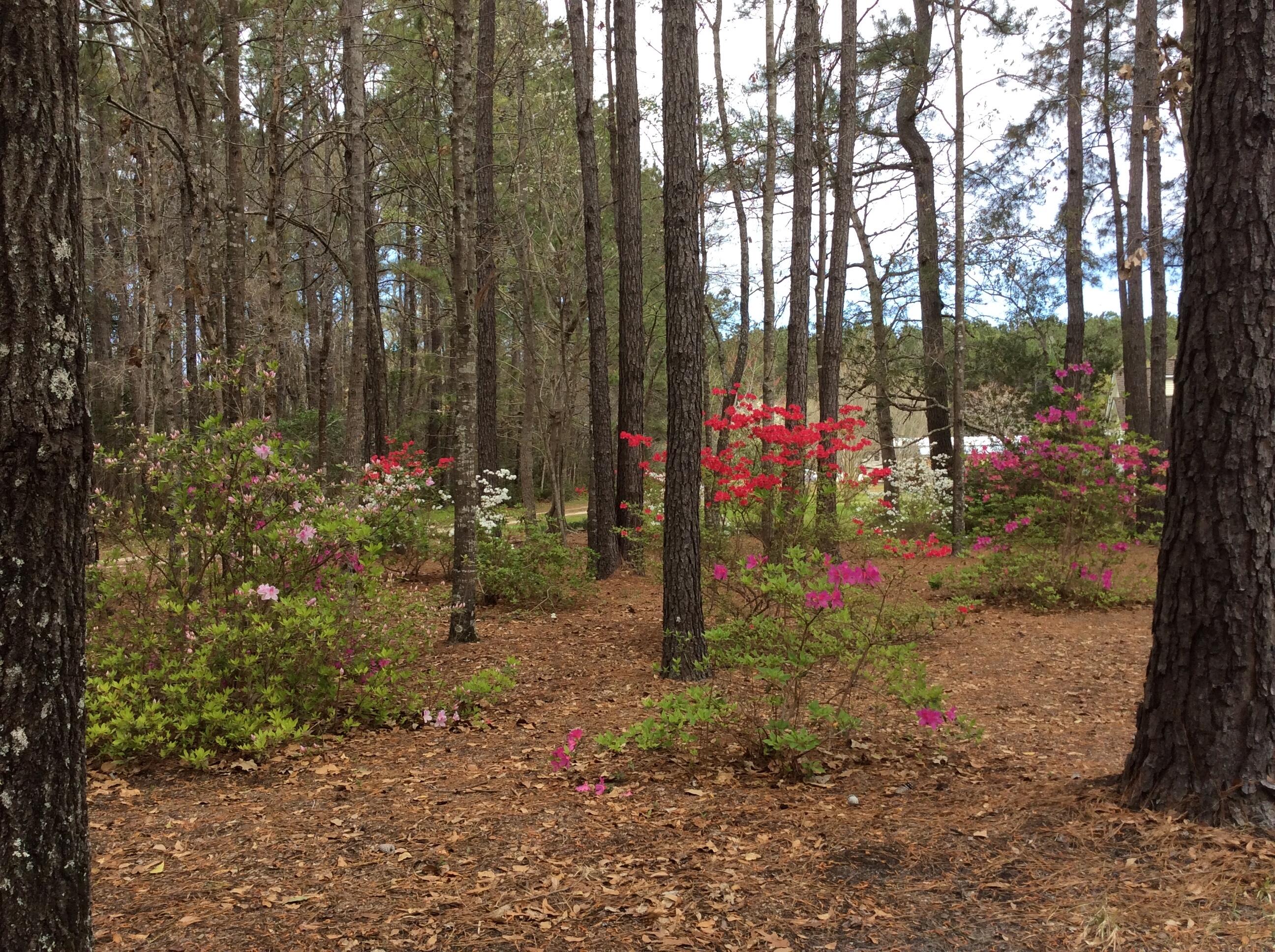 7271 George Washington Lane Awendaw, SC 29429 - Photo 19 of 24 Beautiful scenery