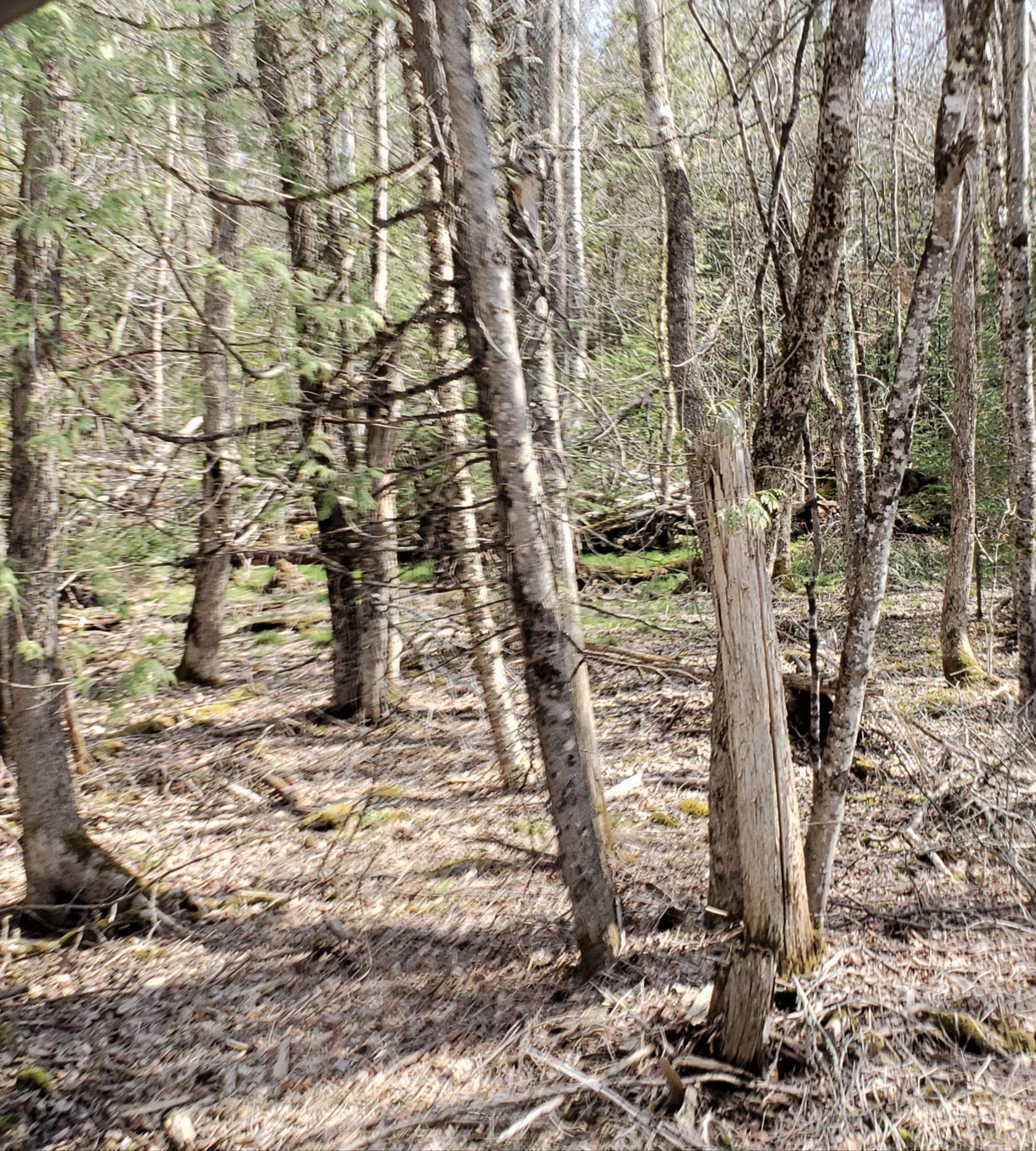 0 County Woods Road Newport, ME 04953 - Photo 10 of 13 7
