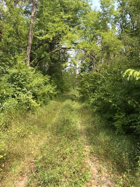 158-acres Eagle Tunnel Road Dry Ridge, KY 41035 - Photo 15 of 22 Gallery Image 15