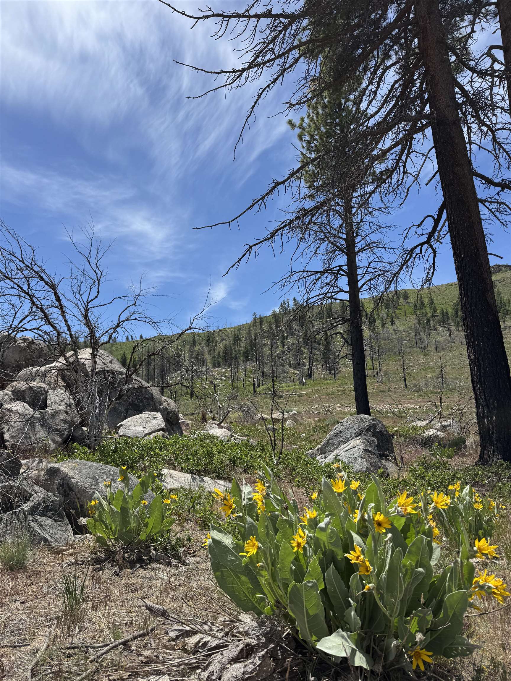 434-100 Diamond Mountain Road Doyle, CA 96109 - Photo 42 of 57