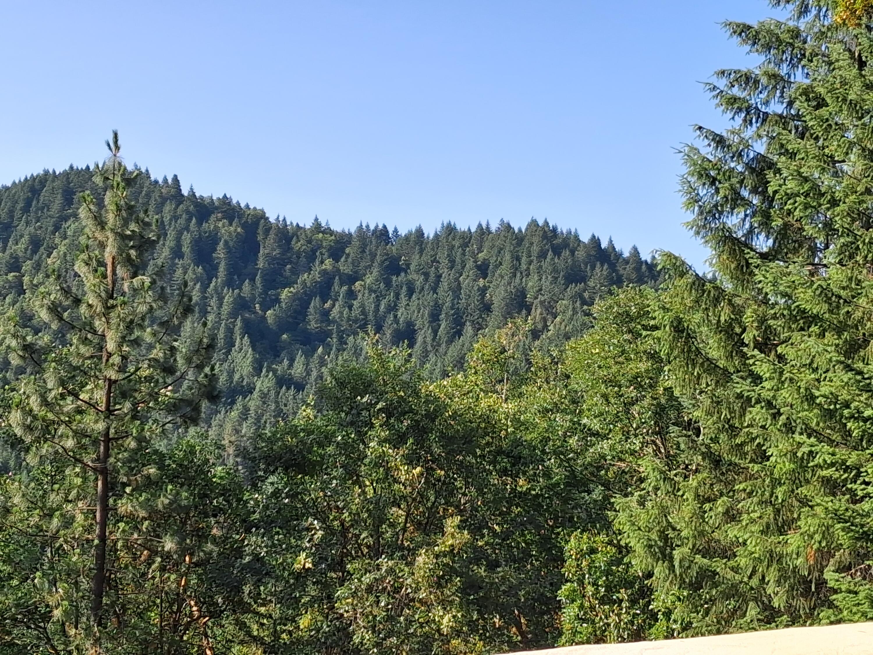 416 Warner Road Wolf Creek, OR 97497 - Photo 10 of 16