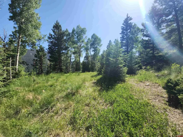 a view of a green yard with large trees