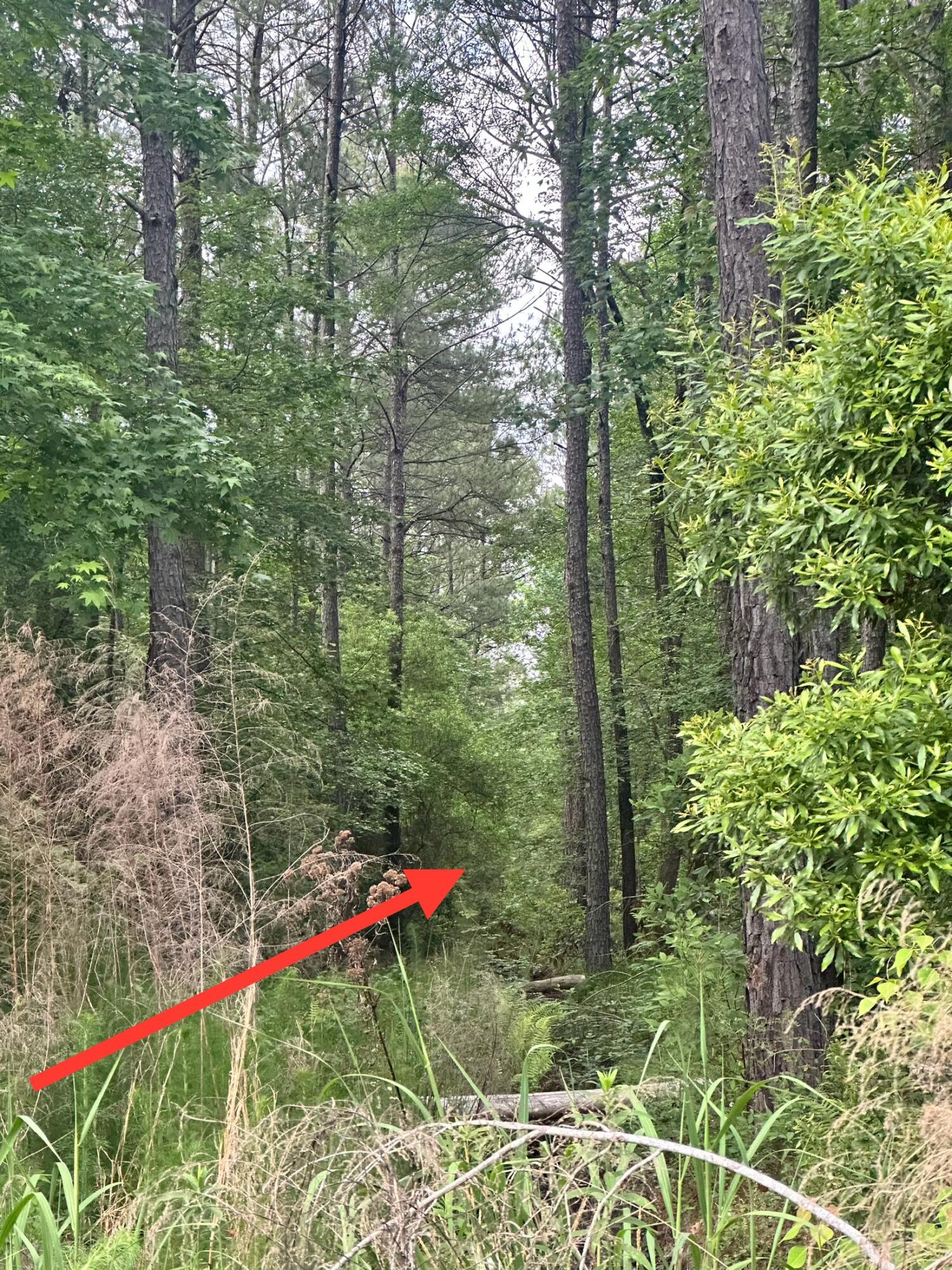 0 Highway 176 Moncks Corner Moncks Corner, SC 29461 - Photo 4 of 4 IMG_7798